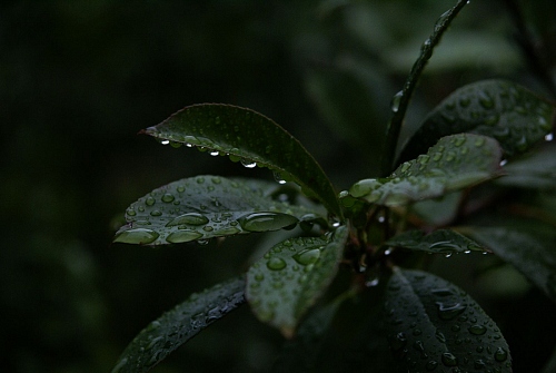 Green leaves - © Guillaume Stricher